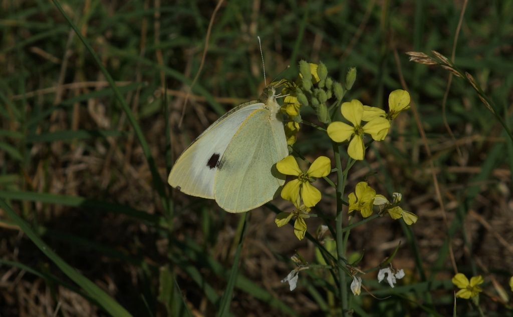 Pieridae: Pieris brassicae